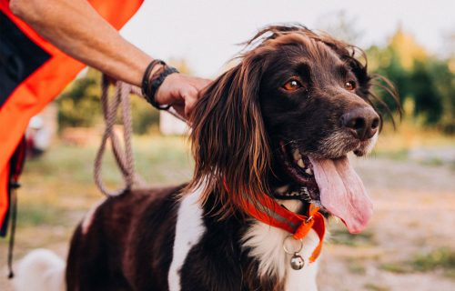 Z každého psa sa môže stať záchranársky, dôležitá je dôslednosť psovoda a neustály tréning